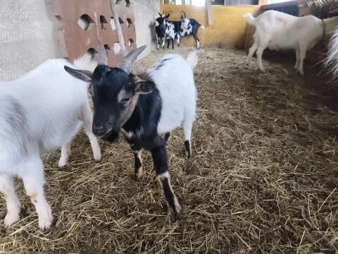 Zwergziegenbock
