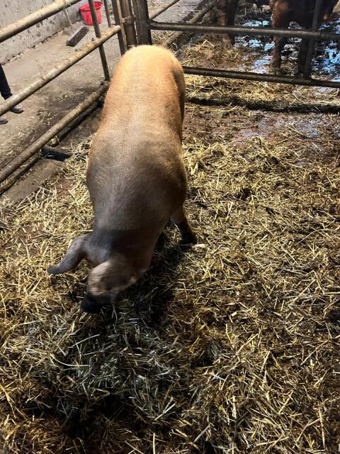 Zucht Eber Duroc x Pietrain