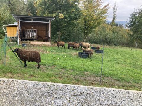 5 Flaschenlämmer suchen neues Zuhause