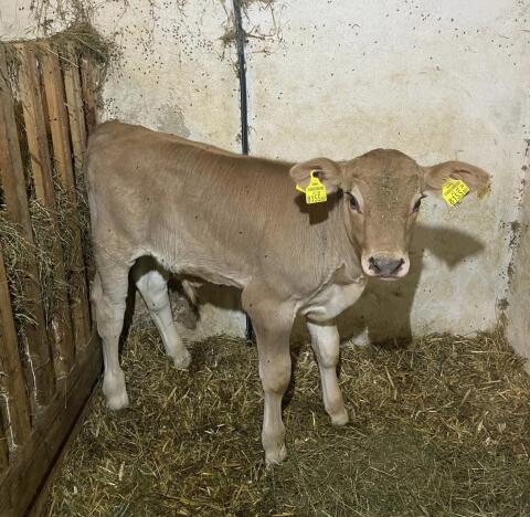 Braunvieh-Fleckvieh-Mischling Stierkalb