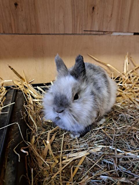 Löwenkopfhase