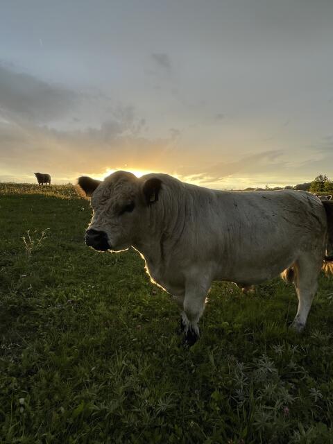 Galloway Bulle Herdbuch