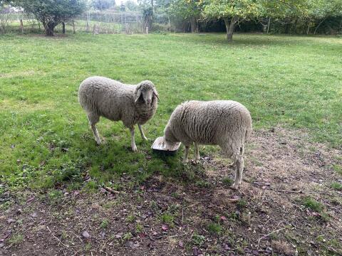 2 Merino Schafe weiblich