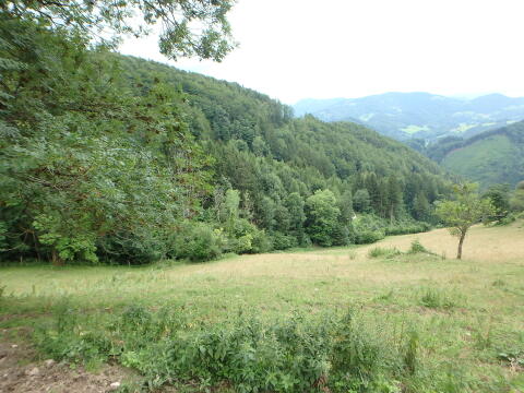 Mischwald mit Jagdmöglichkeit