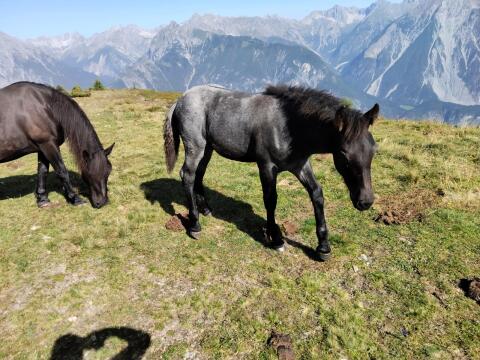 Verkaufe schönes Noriker Hengstfohlen