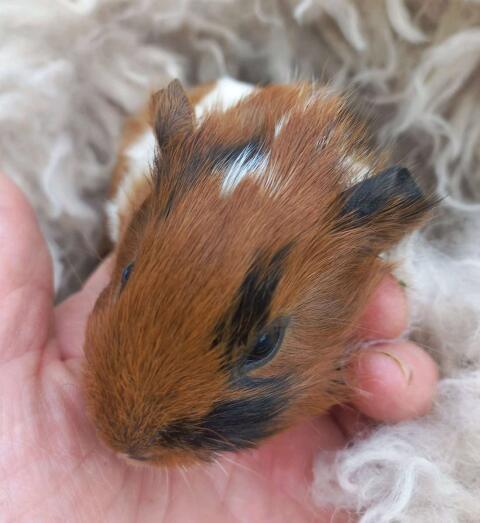 Meerschweinchen