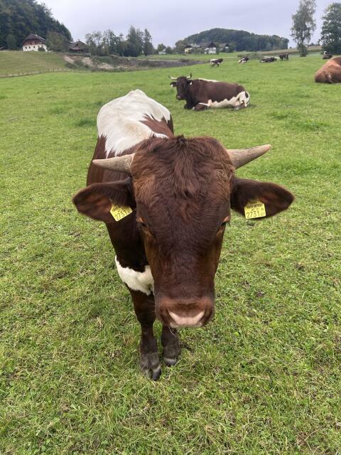 Pinzgauer/Limousin Stier