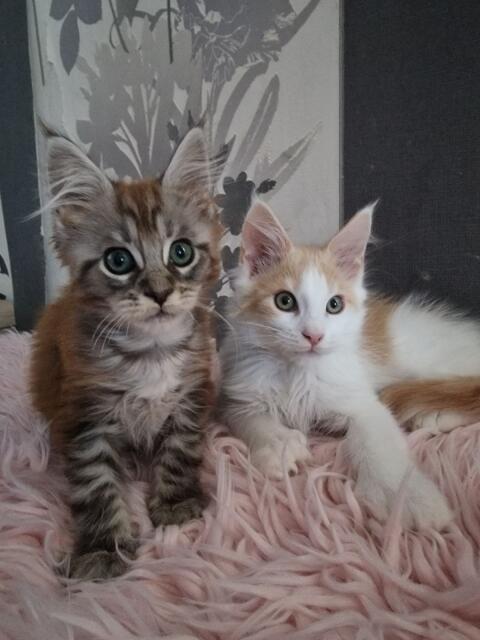 Maine Coon mit Stammbaum, männlich