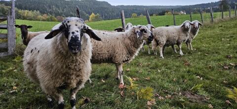 Weibliche Jungschafherde