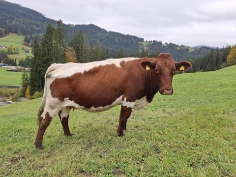 Reinrassige Bio Pinzgauer Kuh, trächtig