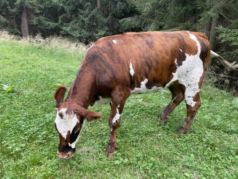 Normande x Fleckvieh Kalbin