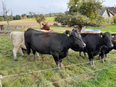 Bio Anguskühe und Kalbinnen