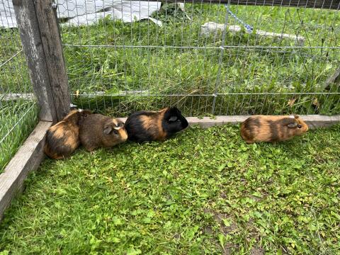 Meerschweinchen