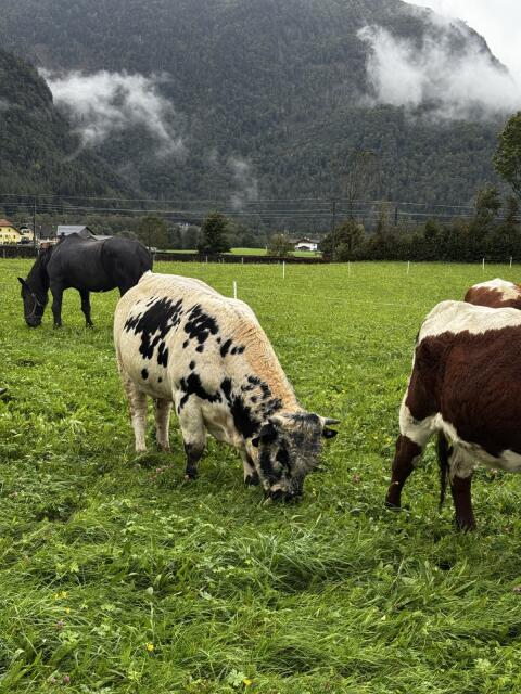 Verleihe reinrassigen Pustertaler Sprinzen Stier