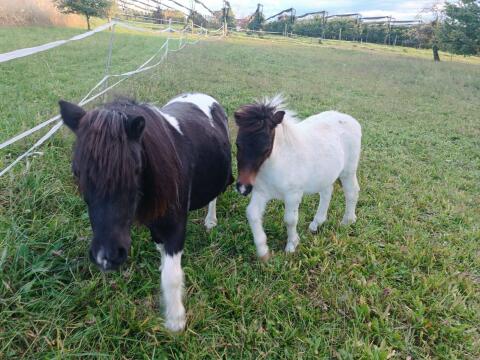 Shetlandpony