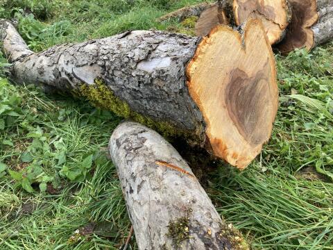 Obstgehölz zum Drechseln