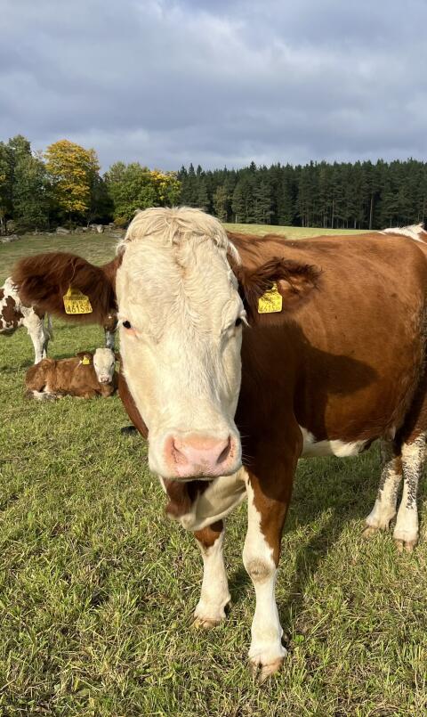 FV Milch-Mutterkuh