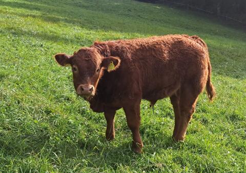 Limousin Stier Bio