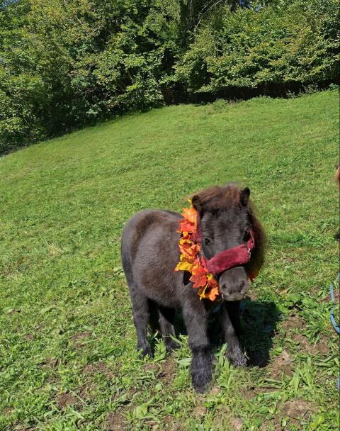 Verkaufe Mini Shetlandpony Wallach