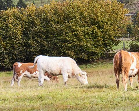 Charolais Zuchtkalbin