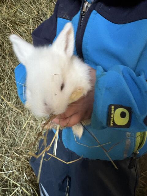 Babyhase männlich abzugeben
