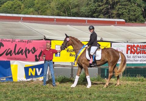 Warmblutstute
