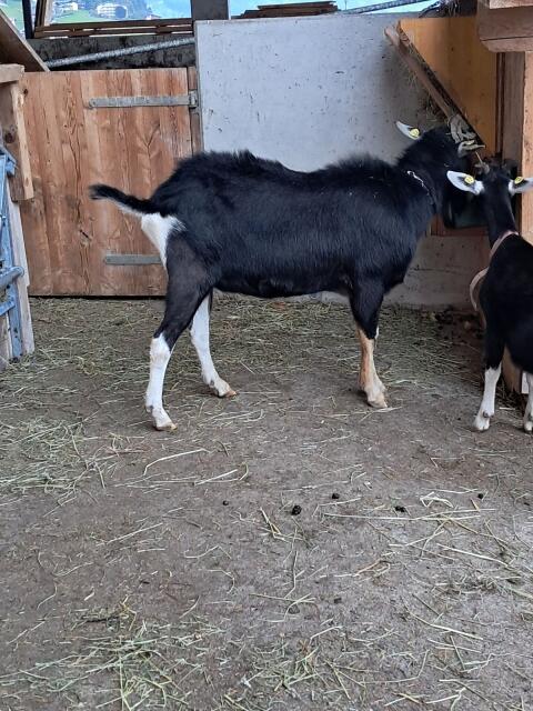 Bünder Strahlenziege Bock