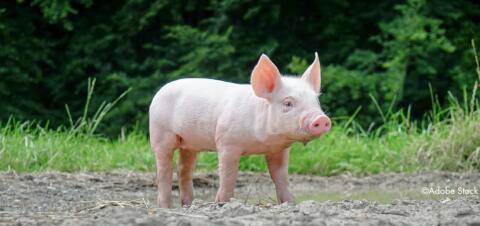 Ferkel