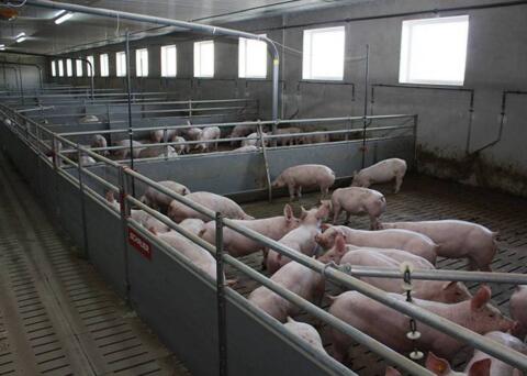Suche Mastschweineaufstallung