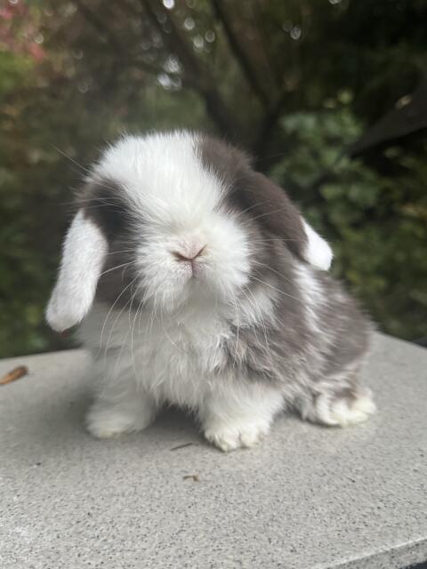Minilops
