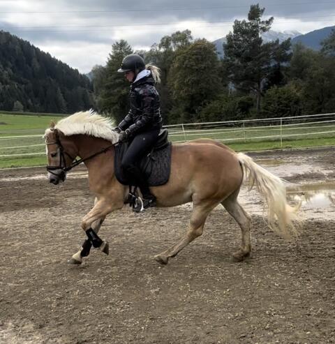 Großer Haflinger Wallach