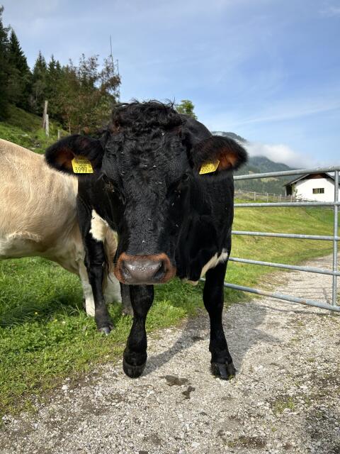 Tux-Zillertaler Kalbin