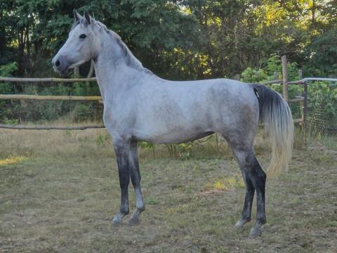 5-jährige Stute sucht ein neues Zuhause – springt sicher 90 cm