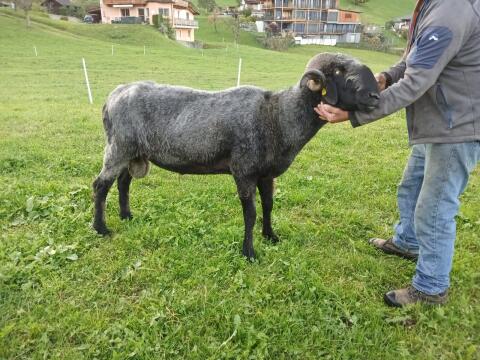 Tiroler Steinschaf HB Widder