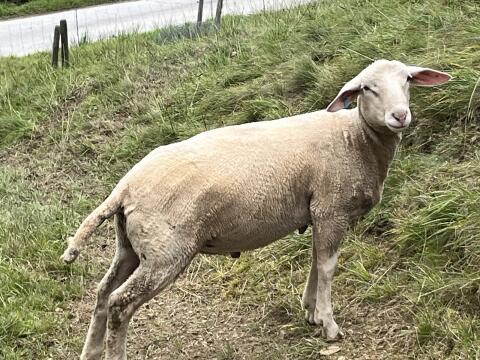Jungwidder Meatlinc