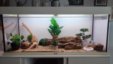 Umfunktioniertes Aquarium und Deko