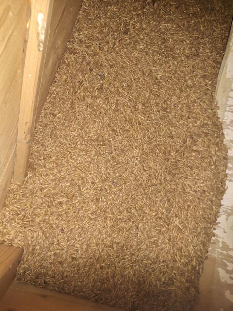 Bio Winterdinkel Ostro 250 kg
