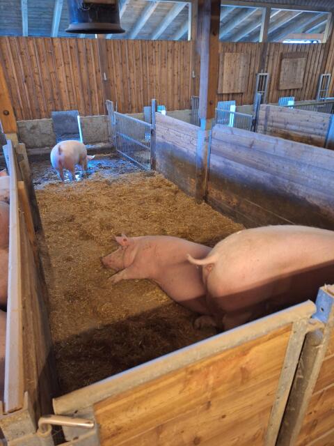 Mastschweine zu verkaufen