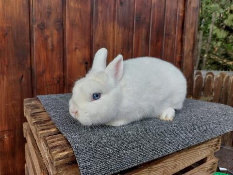 Zwergkaninchen