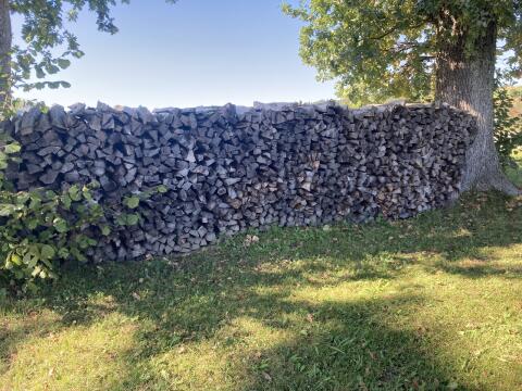 Brennholz (Esche)