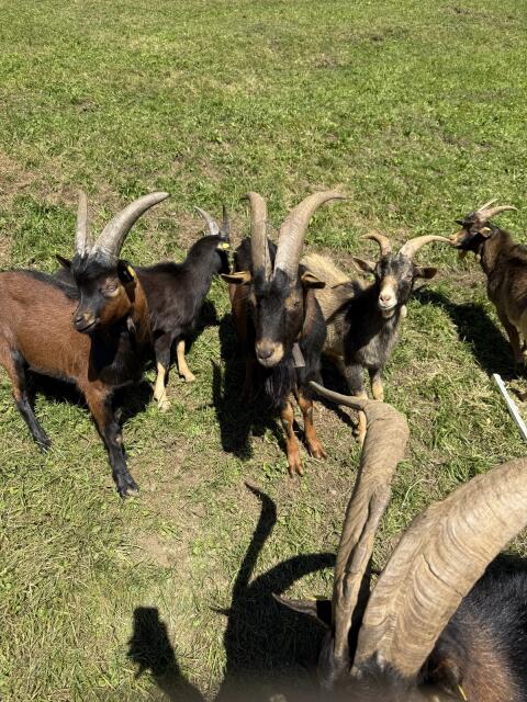 Aosta Bock 1,5 Jahre