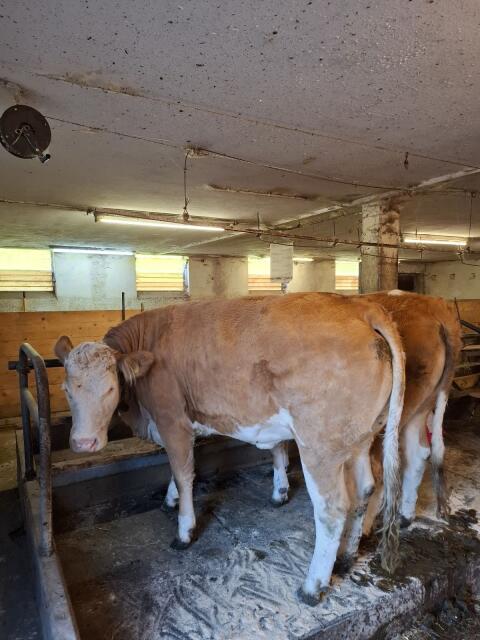 Fleckvieh Rind
