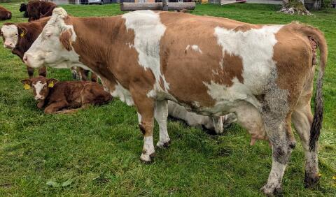 Verkaufe Bio-Mutterkühe (Weidehaltung)
