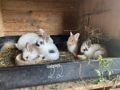 Süße Löwenkopfzwergkaninchen