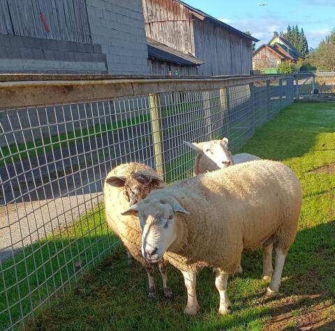 Texelschaf Bock