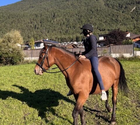 Appaloosa Mix Wallach
