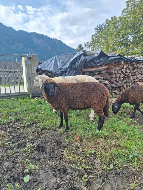 Jungschaf zu verkaufen