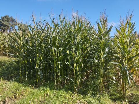 2 ha Bio-Silomais zu verkaufen