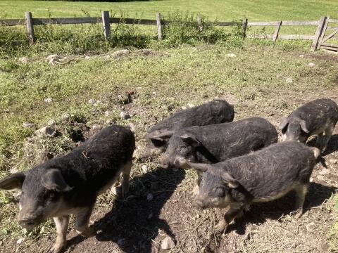 Mangaliza Ferkel