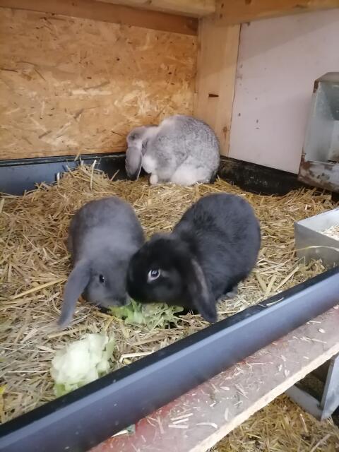 Zwergwidder Jungkaninchen